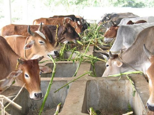 Cows eating