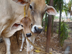 Lakshmi and her calf