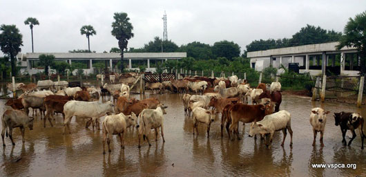 Cows at our flooded shelter