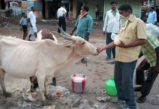 Feeding a cow after the flood