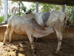 Guddi (Cow)