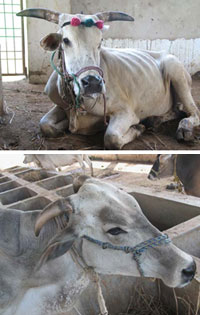 Ram and Rahim