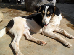 Snoopy