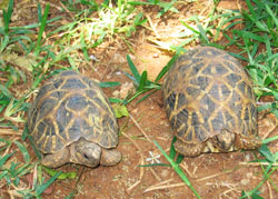 Twin Tortoises