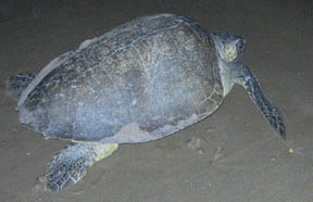 Olive Ridley turtle