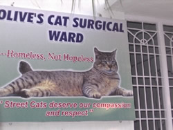 Cat Surgery