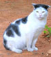 RamaRao cat
