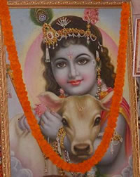 close-up of picture at VSPCA booth -  Krishna and beloved cow