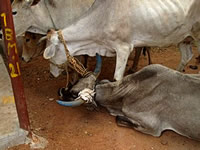 Cattle subsequently rescued by VSPCA. 