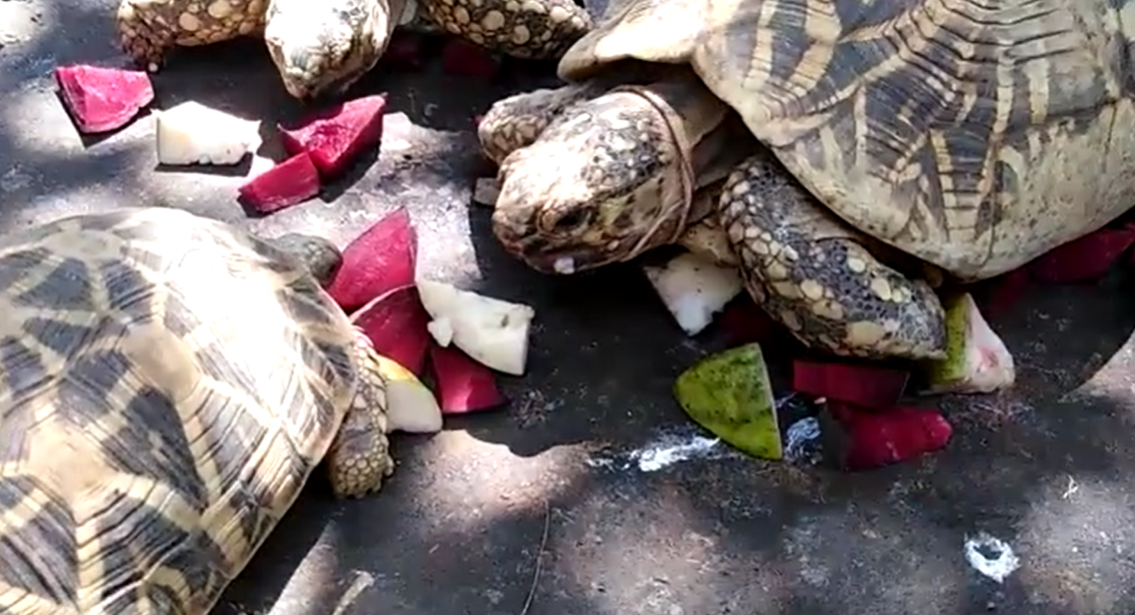 Star tortoises rescue during corona crisis