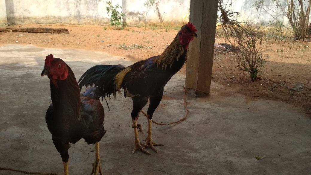 Rooster Fights during the time of Sankranti