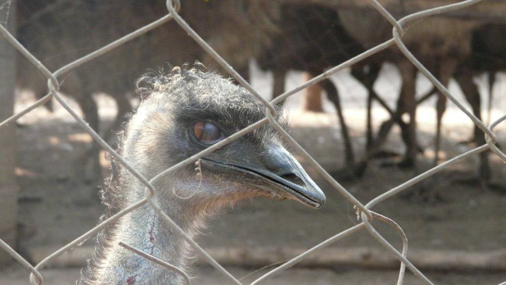 Cruel use of Urban-Wild animals and Emu rescues