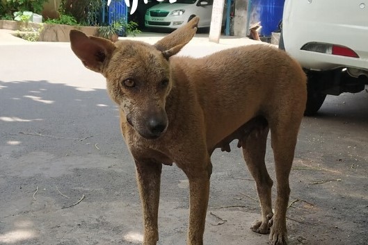 Two dogs rescued by the core team