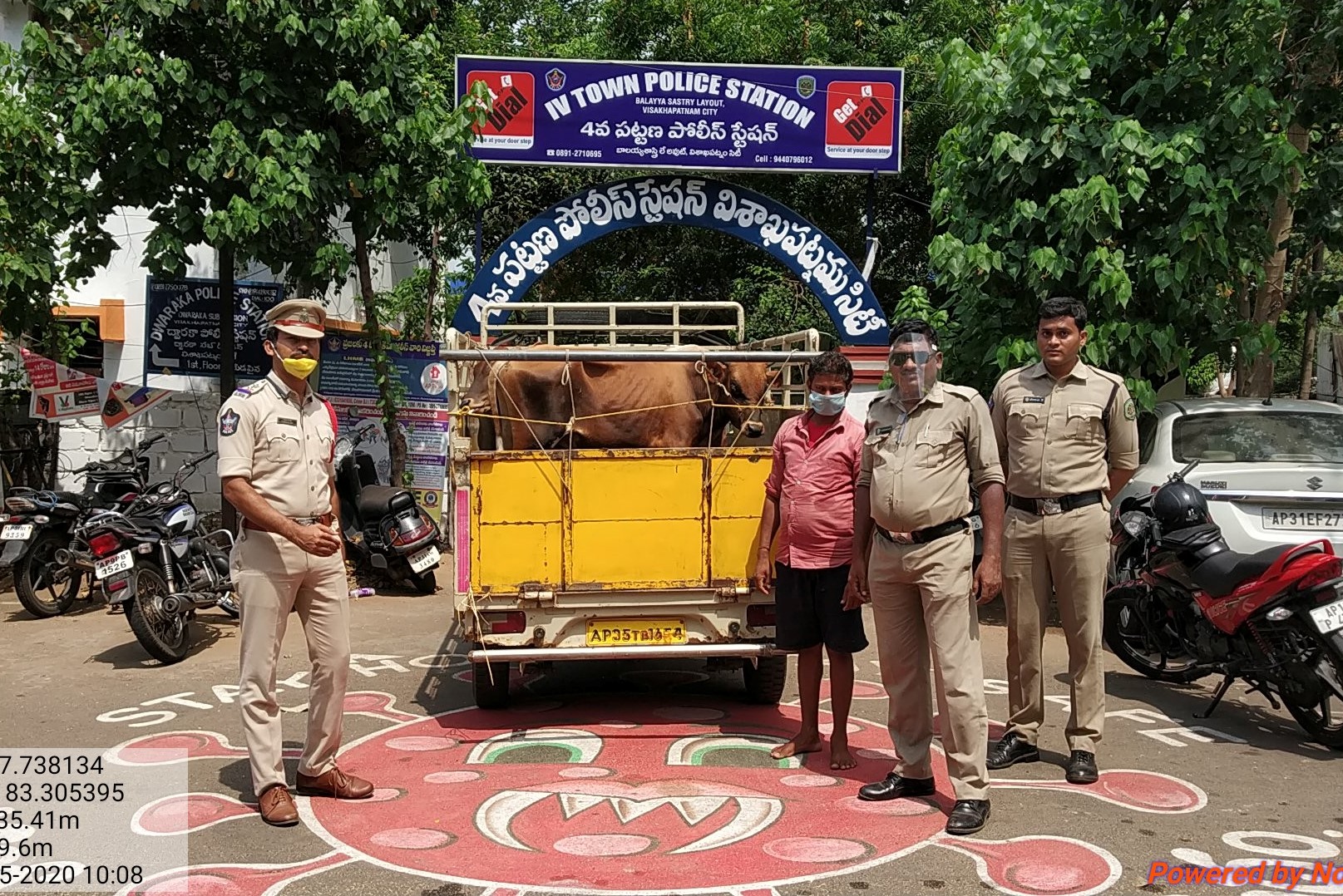Rescue of cows and calves