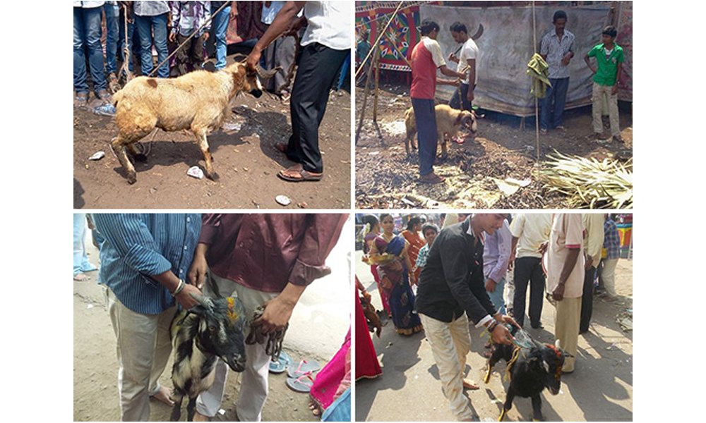 Illegal animal sacrifice in India – Visakha SPCA India, Inc.