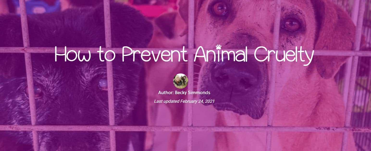 How to Prevent Animal Cruelty by Becky Simmonds – Visakha SPCA India, Inc.