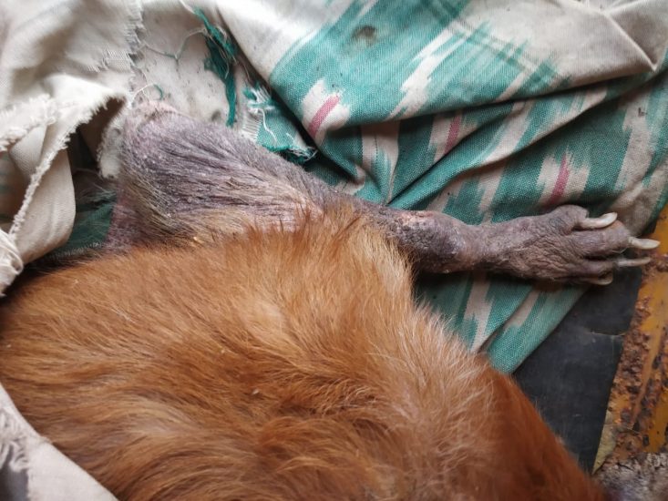 People are abandoning their pet dogs in this pandemic