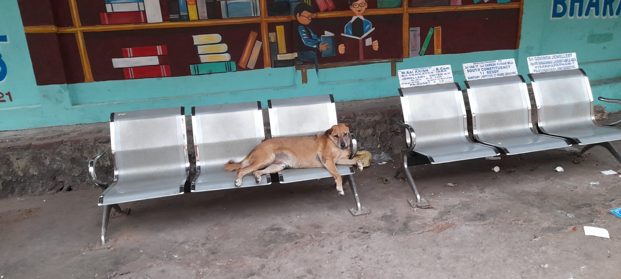 The lockdown led to food scarcity for street animals