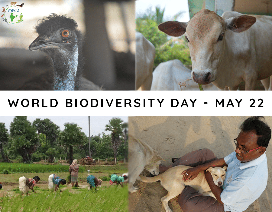 World Biodiversity Day – May 22