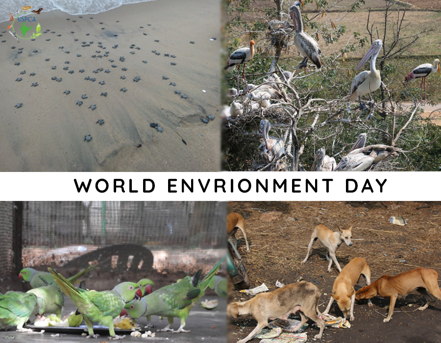 World Environment Day – June 5