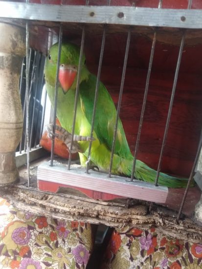 Rescuing parrot from fake “astrologer!”