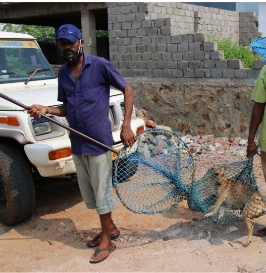Sanni Babu, second member of our dog catching team!