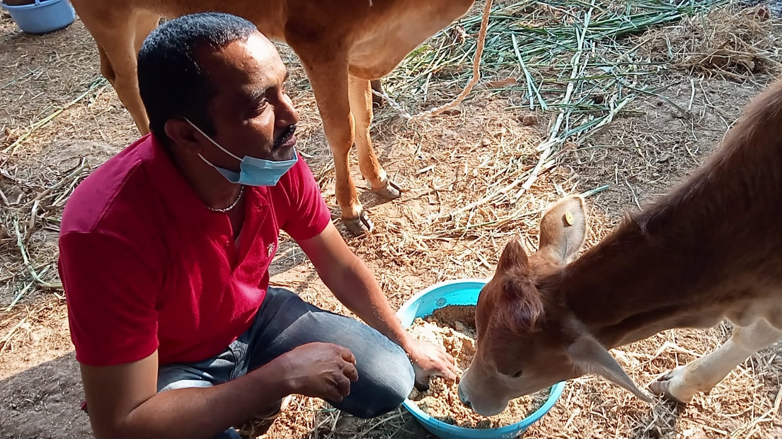 Adult cattle abandoned near a goshala – Visakha SPCA India, Inc.