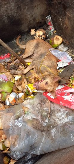 Dog beaten and abused due to Municipality’s mistakes!