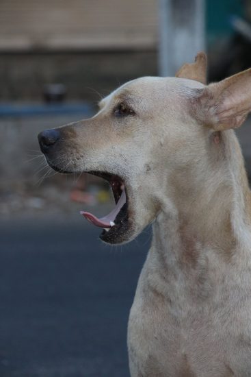A Big Yawn After a Full Tummy!
