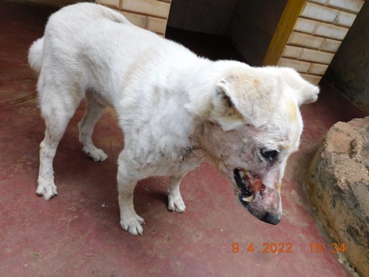 Severely injured dog on its way to recovery!
