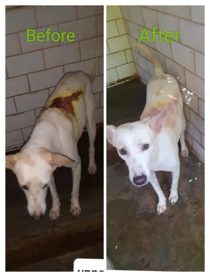 Incredible Before and After Transformation After Rescue!