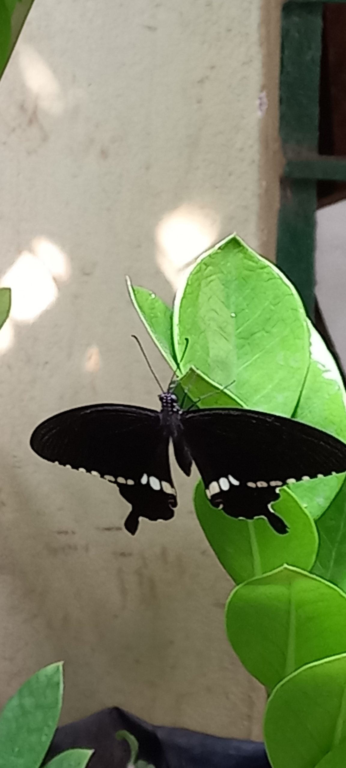 Inviting Native Butterflies Back into Our Ecosystem!