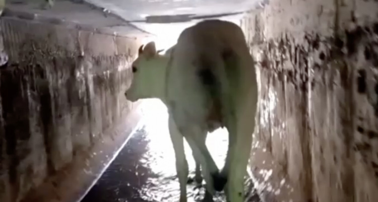 VSPCA Rescues a Cow Stuck in a Drainage!