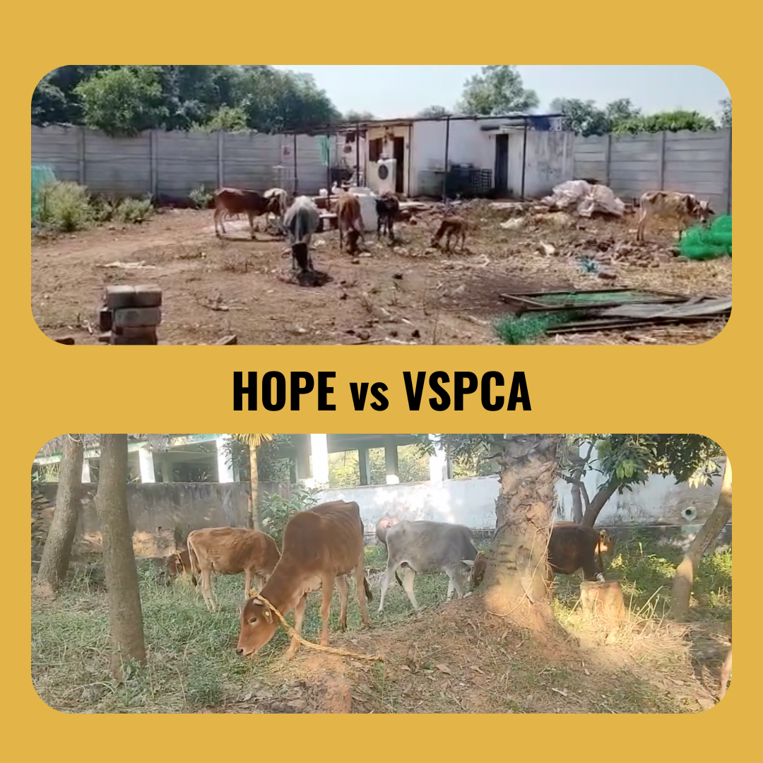 Update on Animals Rehabilitated from HOPE Welfare Society!
