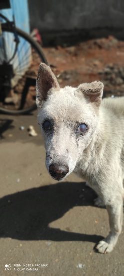VSPCA Rescues a Very Special Blind and Deaf Dog!